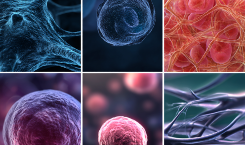 体内ではたらく細胞イメージ